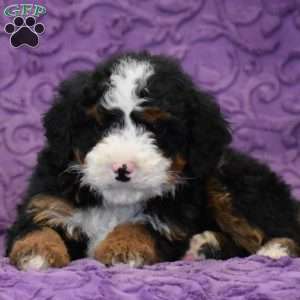 Dude, Mini Bernedoodle Puppy